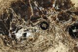 Polished Fossil Stromatolite Colony on Petrified Wood - Utah #365924-1